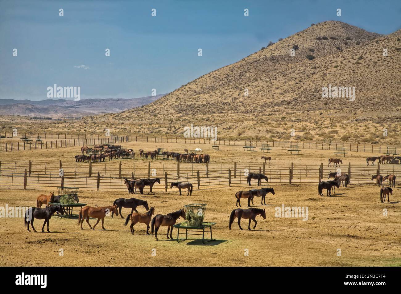 Cavalli selvatici in piedi in un campo in una struttura di rifugio dove cavalli selvatici vengono portati dalle Jackson Mountains e nutriti e curati a T... Foto Stock