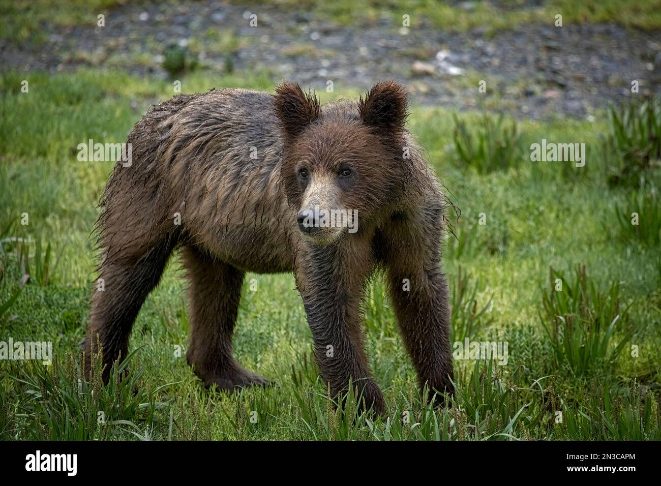 Un giovane orso bruno (Ursus arctos) osserva intensamente mentre esplora il prato intertidale fino al vicino Pack Creek sull'isola Admiralty. Il TLI nativo... Foto Stock