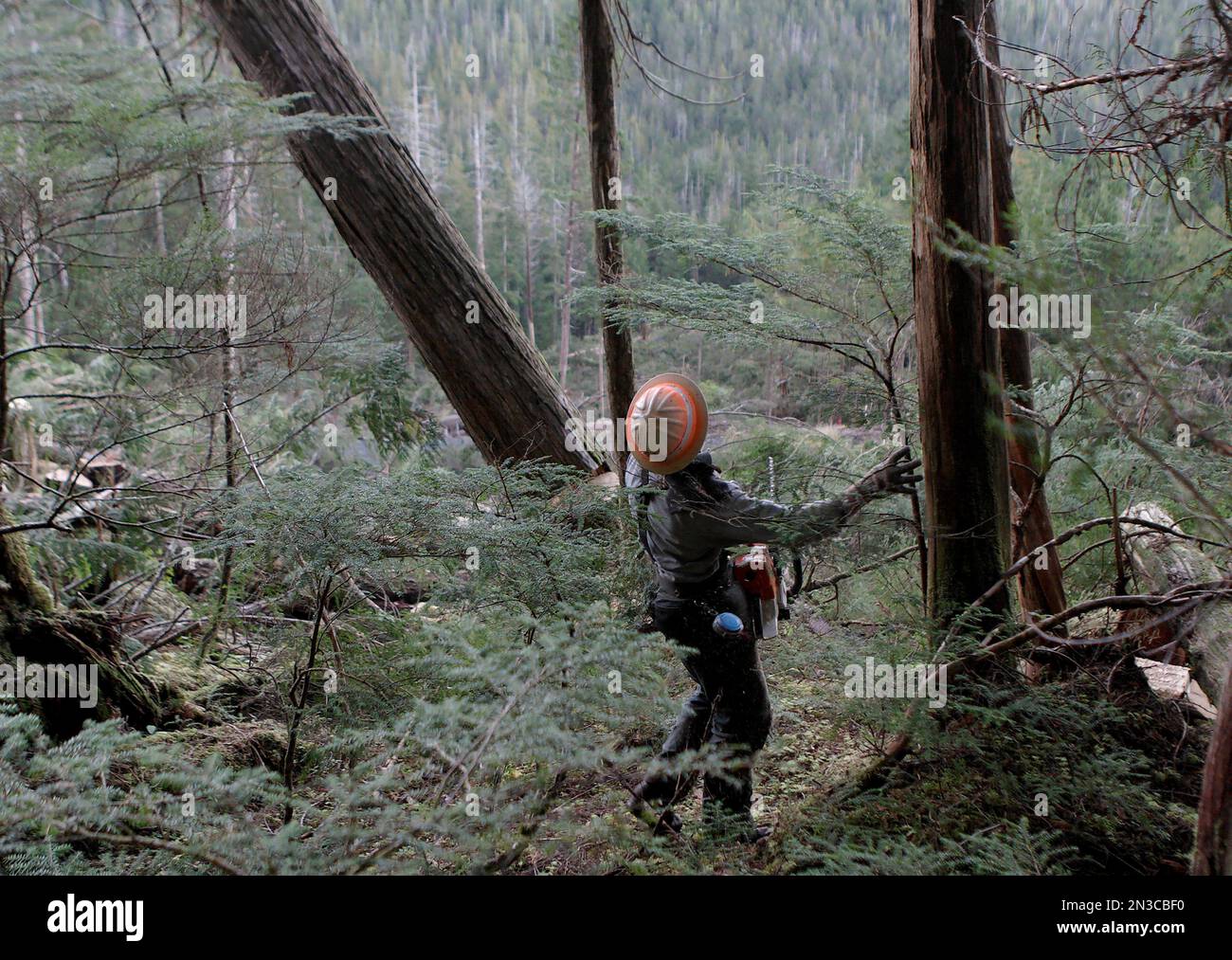 Vista da dietro di un faller in legno che lavora da solo nel bosco di Winter Harbor sull'isola Prince of Wales. E' un lavoro pericoloso e i tagli sono ... Foto Stock