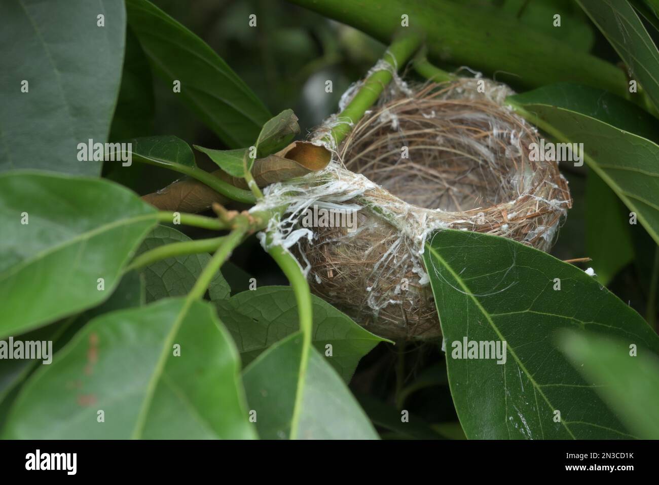 Un piccolo nido di uccello a forma di tazza vuota sul ramo di Avocado. Questo nido di uccello ha fatto collegare il gambo di ramo di Avocado e l'assile di foglia e il gambo usando il raccolto molle Foto Stock