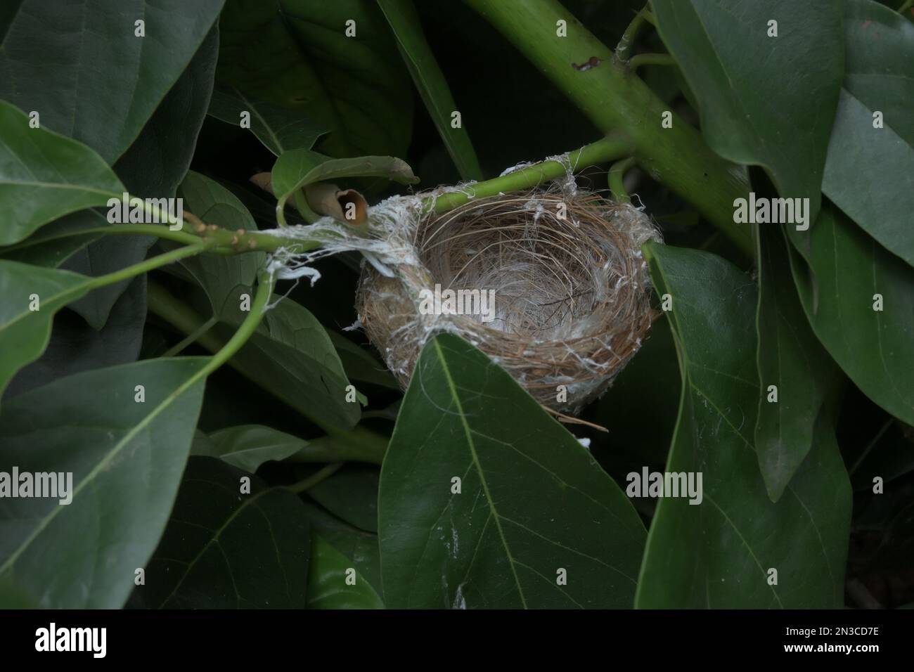 Un ramo di Avocado con un piccolo nido di uccelli vuoto. Il nido d'uccello costruito collegando il ramo e la foglia derivano da fibre e tessuti molli Foto Stock