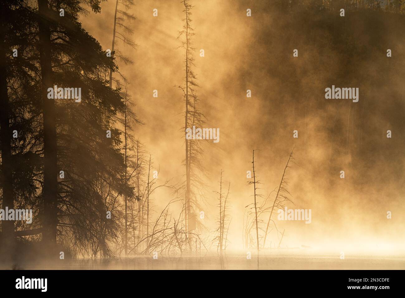 Luce del sole dorata che illumina la nebbia di prima mattina sul lago Chadburn; Whitehorse, Yukon, Canada Foto Stock