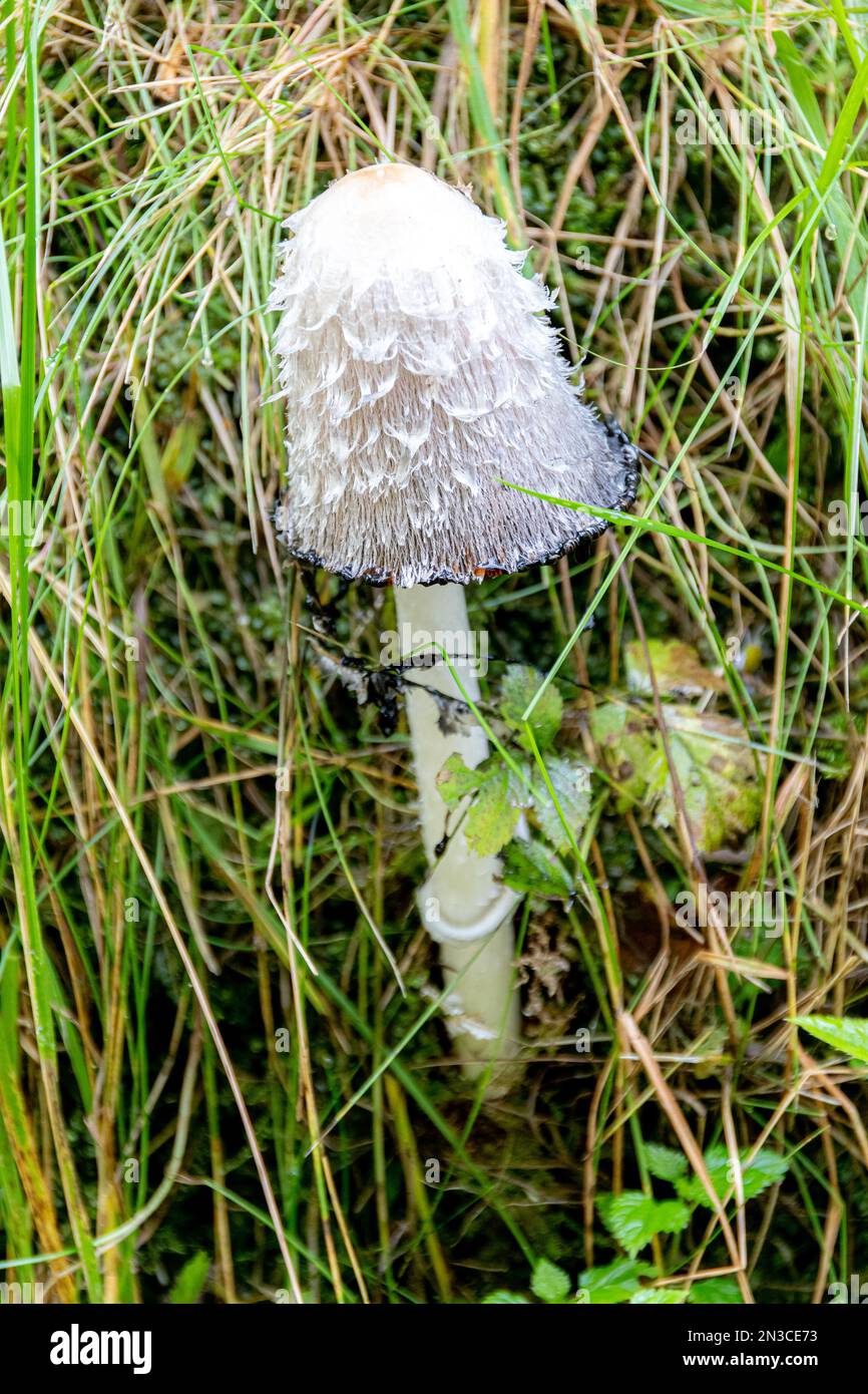 Coprinus comatus, shaggy copertura di inchiostro, avvocato parrucca, o shaggy mane, è un fungo comune spesso visto che cresce su prati lungo strade di ghiaia e aree di rifiuti Foto Stock