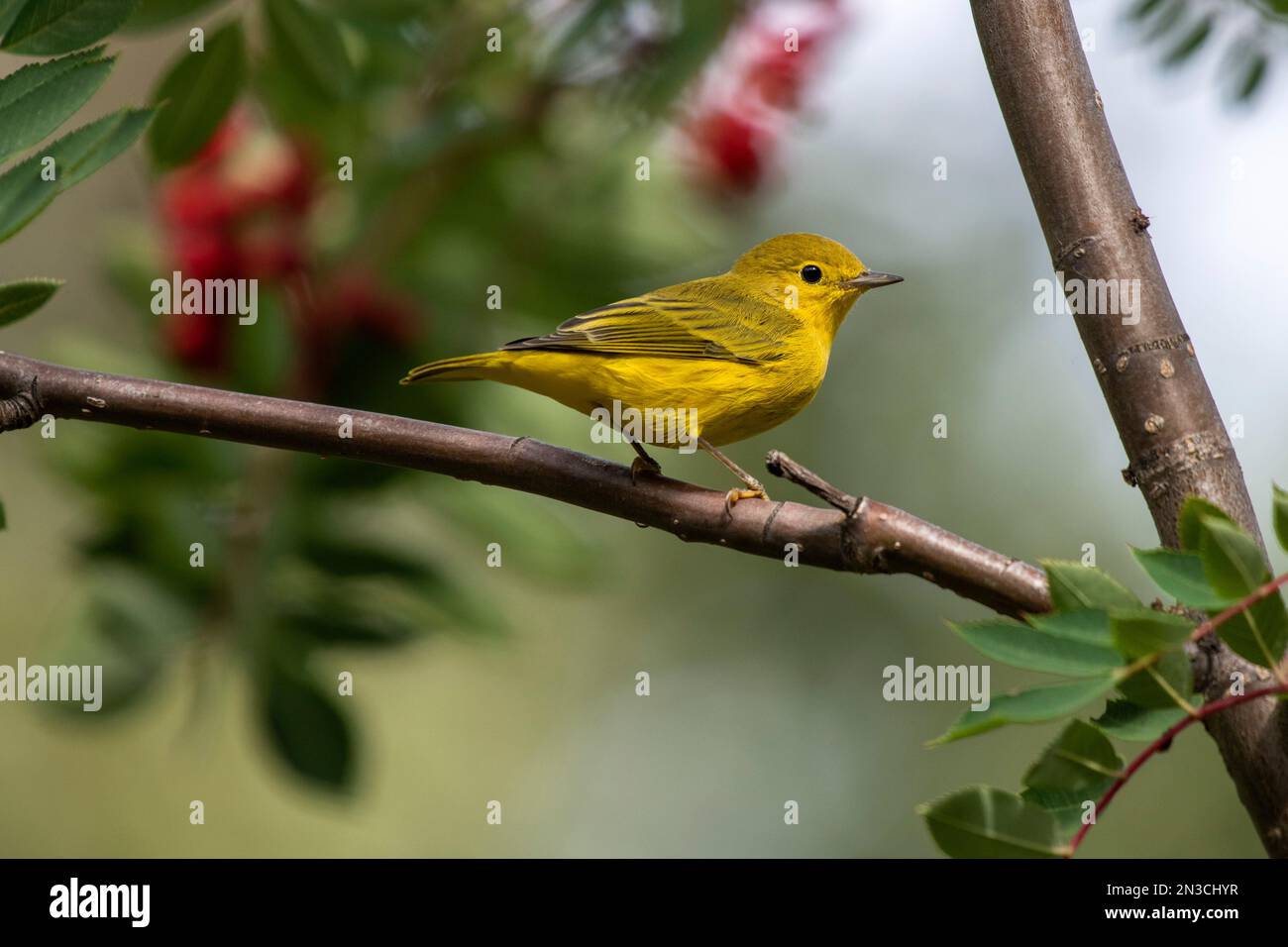 Wilson's Warbler (Cardellina pusilla) arroccato in un albero di frassino (Sorbus aucuparia); Fairbanks, Alaska, Stati Uniti d'America Foto Stock