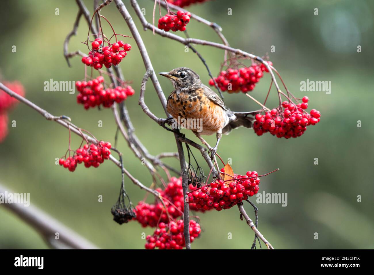 Primo piano di un Robin americano (Turdus migratorius) circondato da mazzi di frutti di ceneri rossi Foto Stock