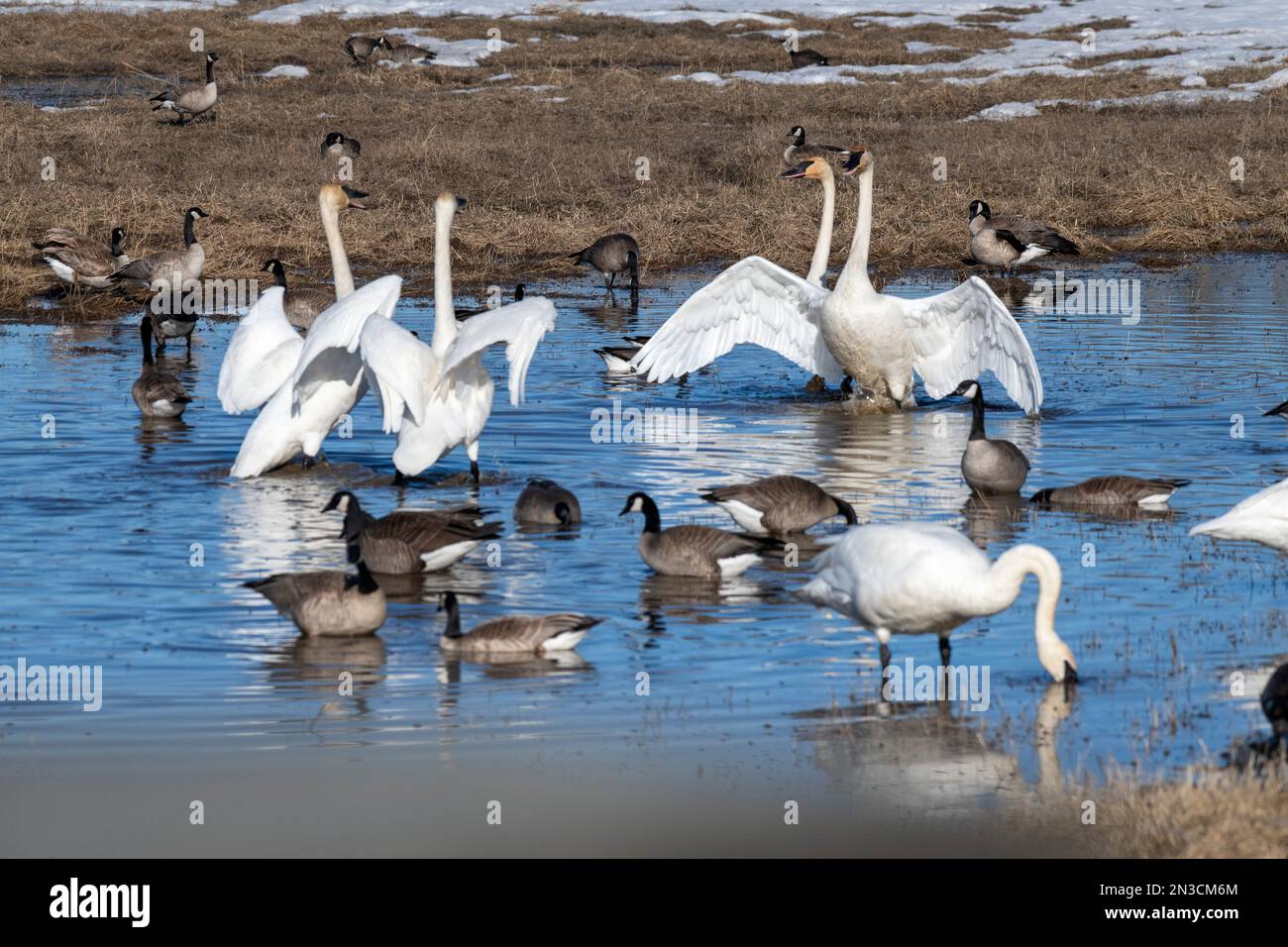 Due coppie di cigni trombettieri (Cygnus buccinator) in piedi in acque poco profonde, si affacciano aggressivamente mentre sono circondate da oche del Canada (Branta canadens... Foto Stock