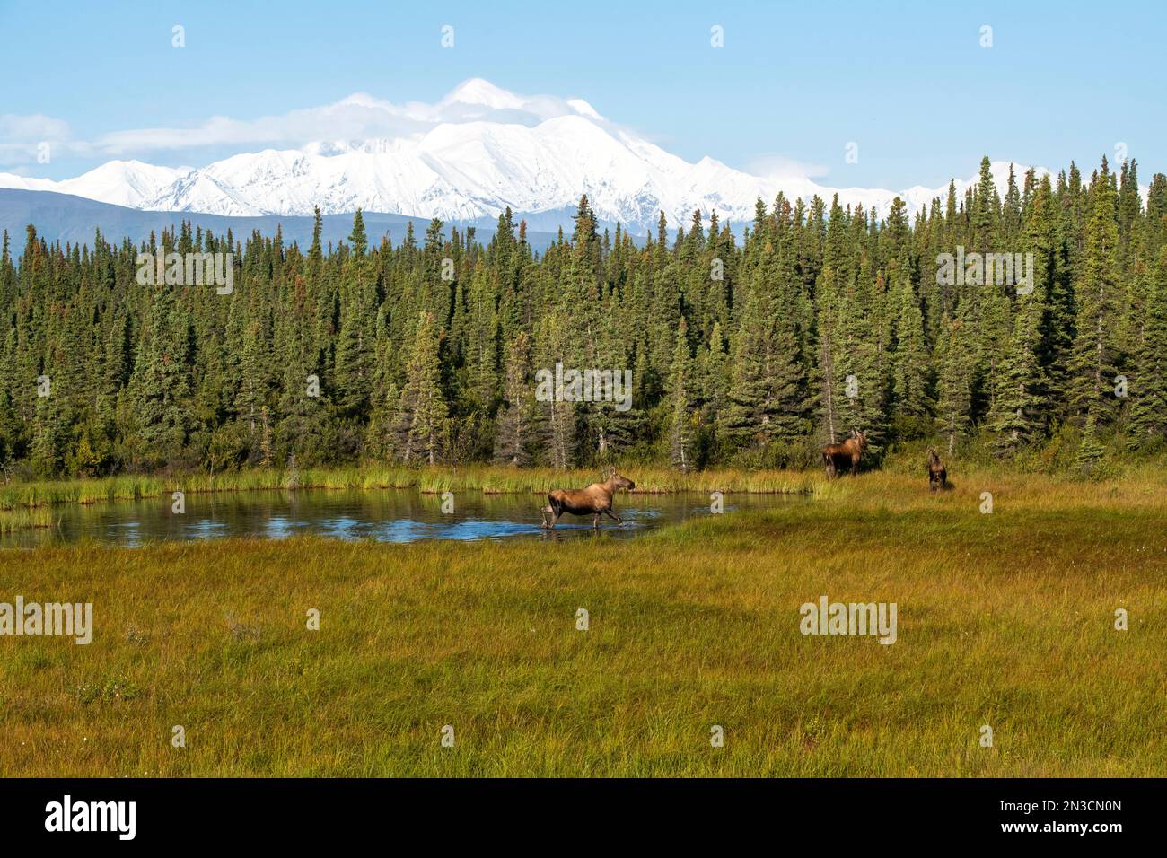 Tre alce (Alces alces) in uno stagno lungo la Richardson Highway a sud di Delta Junction; Alaska, Stati Uniti d'America Foto Stock