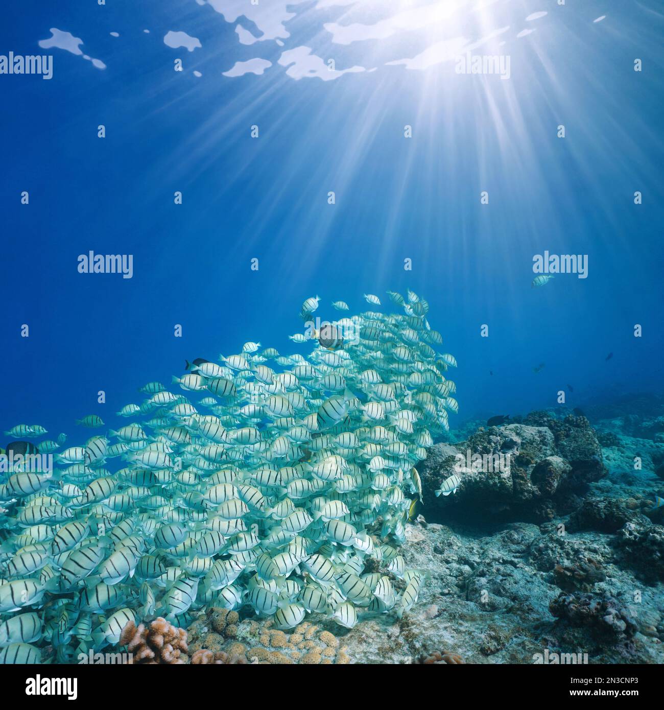 Raggi di sole sott'acqua con una scuola di pesci (Acanthurus triostegus), oceano Pacifico, Polinesia francese Foto Stock