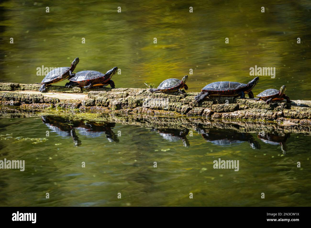 Tartarughe dipinte a prendere il sole su un tronco galleggiante in una palude. Foto Stock