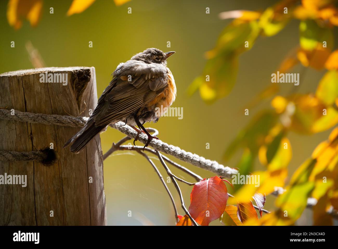 American Robin arroccato in un albero sotto una calda luce autunnale. Foto Stock