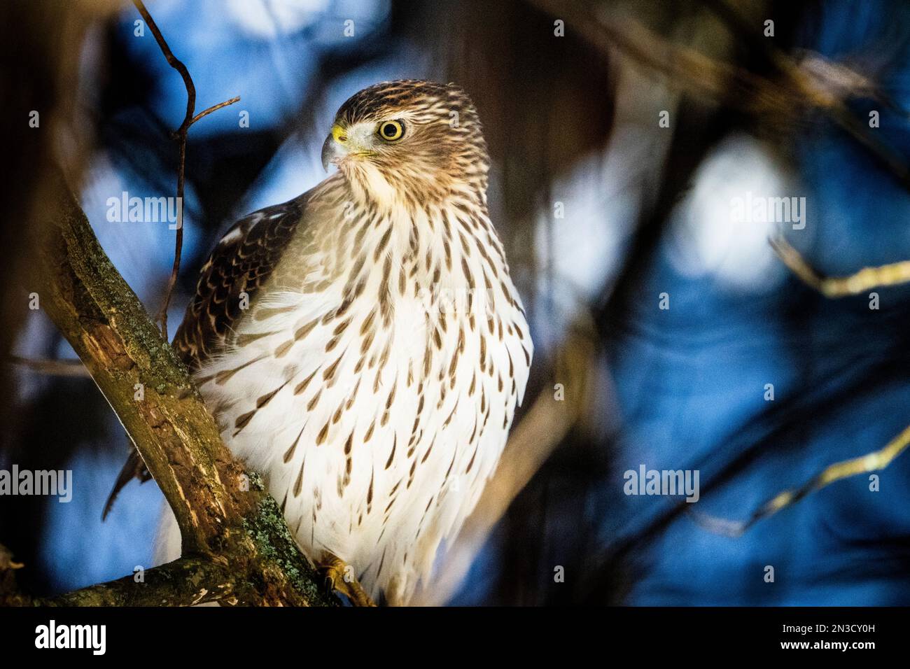 Il falco di Cooper arroccato in un albero alla ricerca di preda per terra. Foto Stock