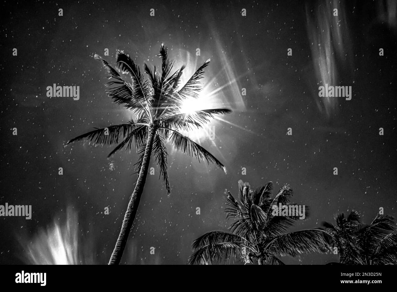 Palme al chiaro di luna e cielo stellato, bianco e nero; Maui, Hawaii, Stati Uniti d'America Foto Stock
