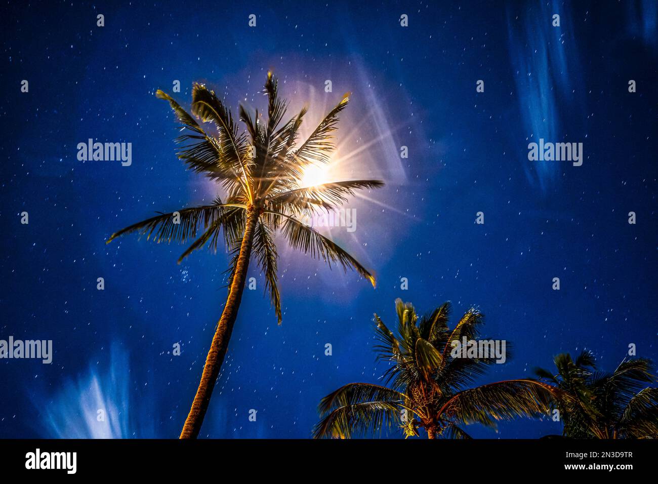 Scena drammatica guardando in alto una palma retroilluminata da un'esplosione di stelle contro un cielo stellato a Makena Cove; Maui, Hawaii, Stati Uniti d'America Foto Stock