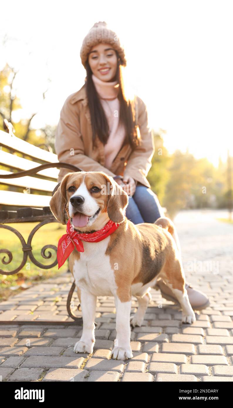 Donna che cammina il suo carino cane Beagle nel parco autunnale Foto Stock
