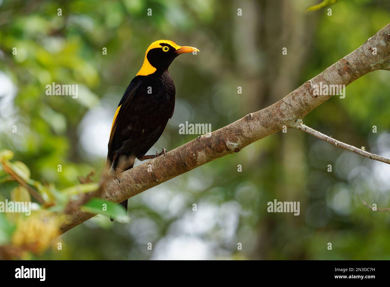 Regent Bowerbird - Sericulus chrysocephalus uccello dimorfico sessuale di medie dimensioni, uccello maschio è nero e oro arancio-giallo corona e becco, nero fe Foto Stock