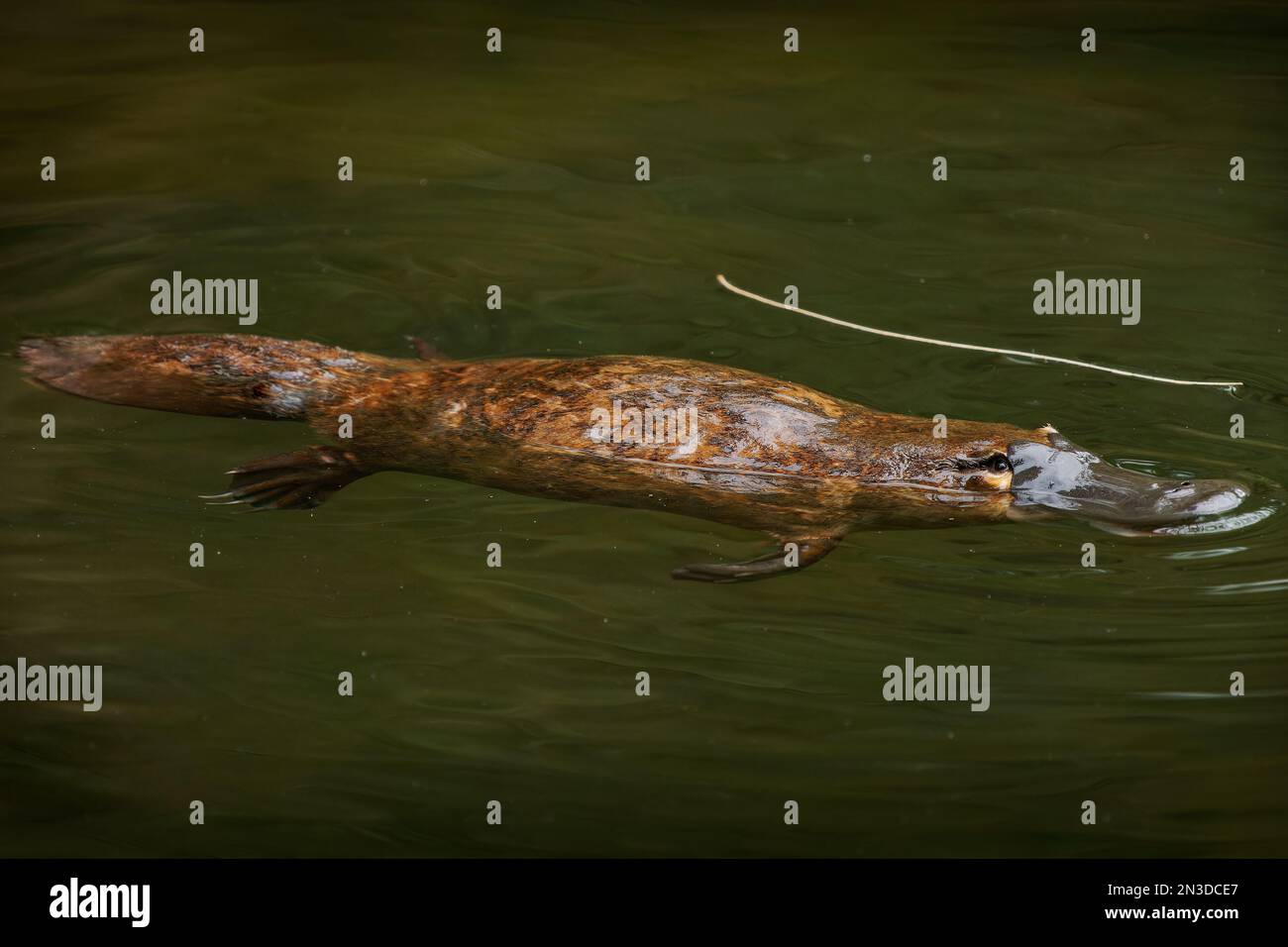 Platypus - Ornithorhynchus anatinus, platypus anatra-riempito, mammifero semiacquatico ovaiolo endemico dell'Australia orientale, compresa la Tasmania. Strana wat Foto Stock