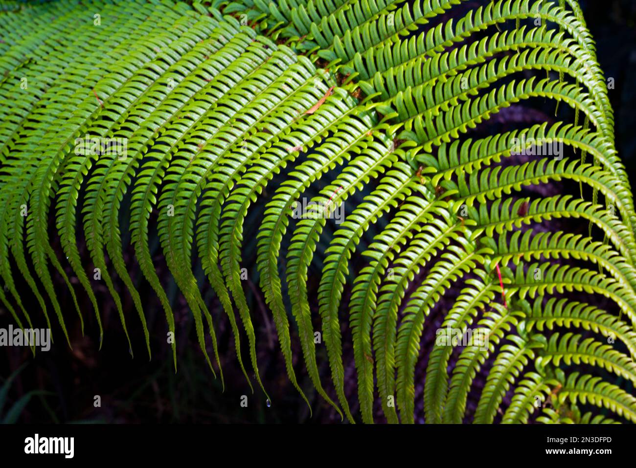 Primo piano di una foglia di felce nel lussureggiante ambiente del Parco Nazionale dei Vulcani delle Hawaii; Hawaii Island, Hawaii, Stati Uniti d'America Foto Stock