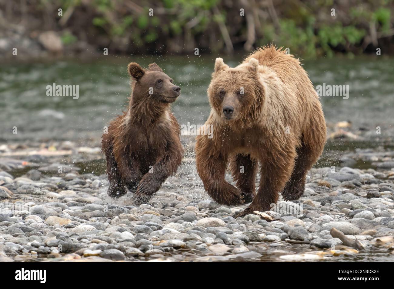 Primo piano di una femmina di orso grizzly (Ursus arctos horribilis) e del suo cucciolo che corre lungo la costa rocciosa del fiume Nakina dopo essere rimasto sorpreso da un... Foto Stock