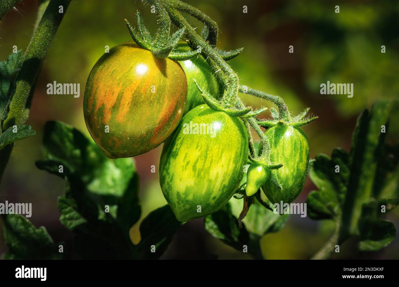 Primo piano dei pomodori d'uva (Solanum lycopersicum var. Cerasiforme) maturazione sulla vite; Alberta, Canada Foto Stock