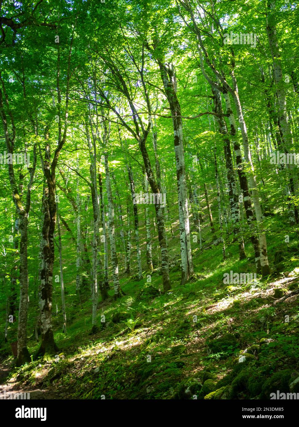 Biogradska Gora foresta Foto Stock