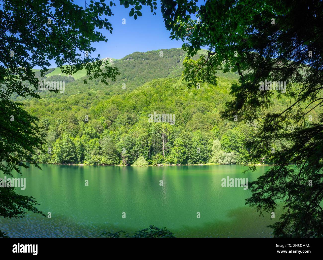 Biogradska Gora foresta e Lago di Biograd Foto Stock