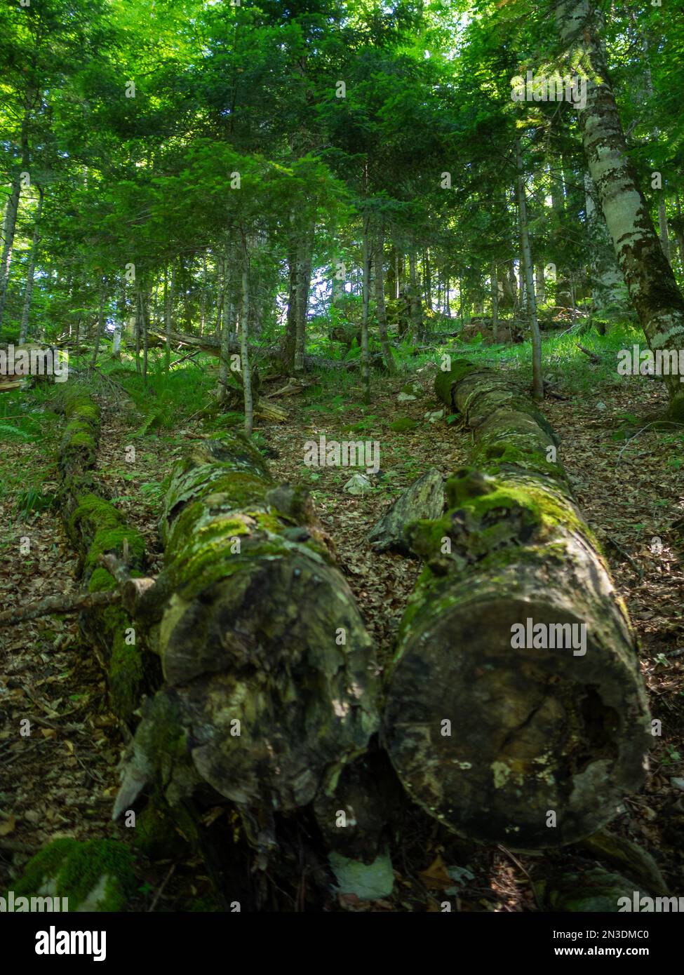 Tagliare gli alberi coperti di muschio nella foresta di Biogradska Gora Foto Stock