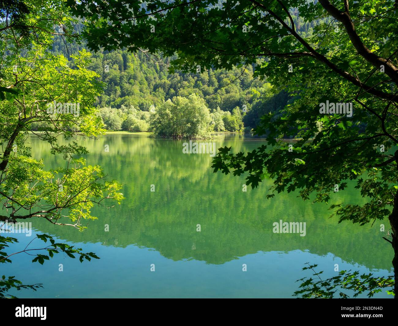 La foresta di Biogradska Gora si riflette nel lago Foto Stock
