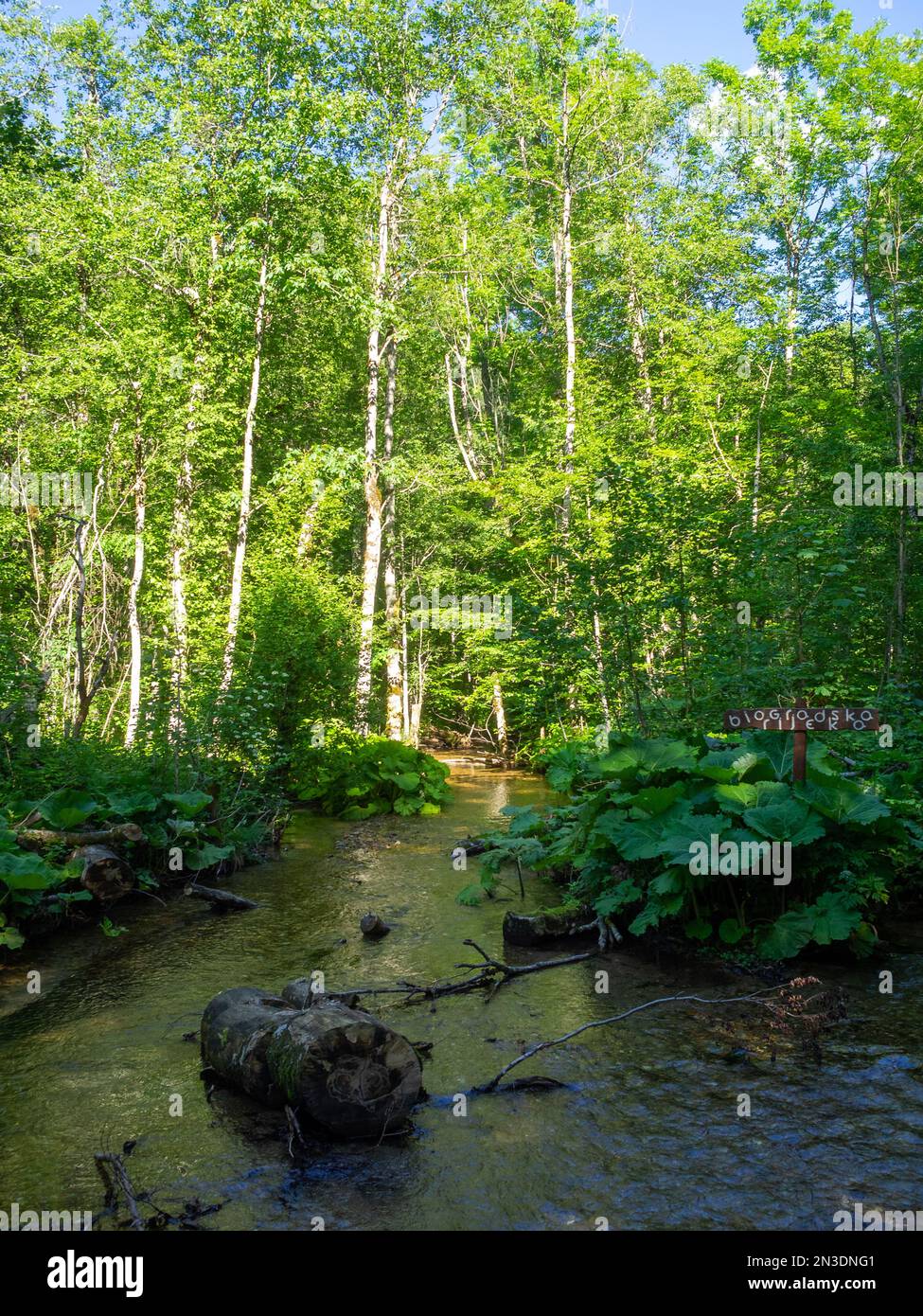 Biogradska Gora foresta Foto Stock