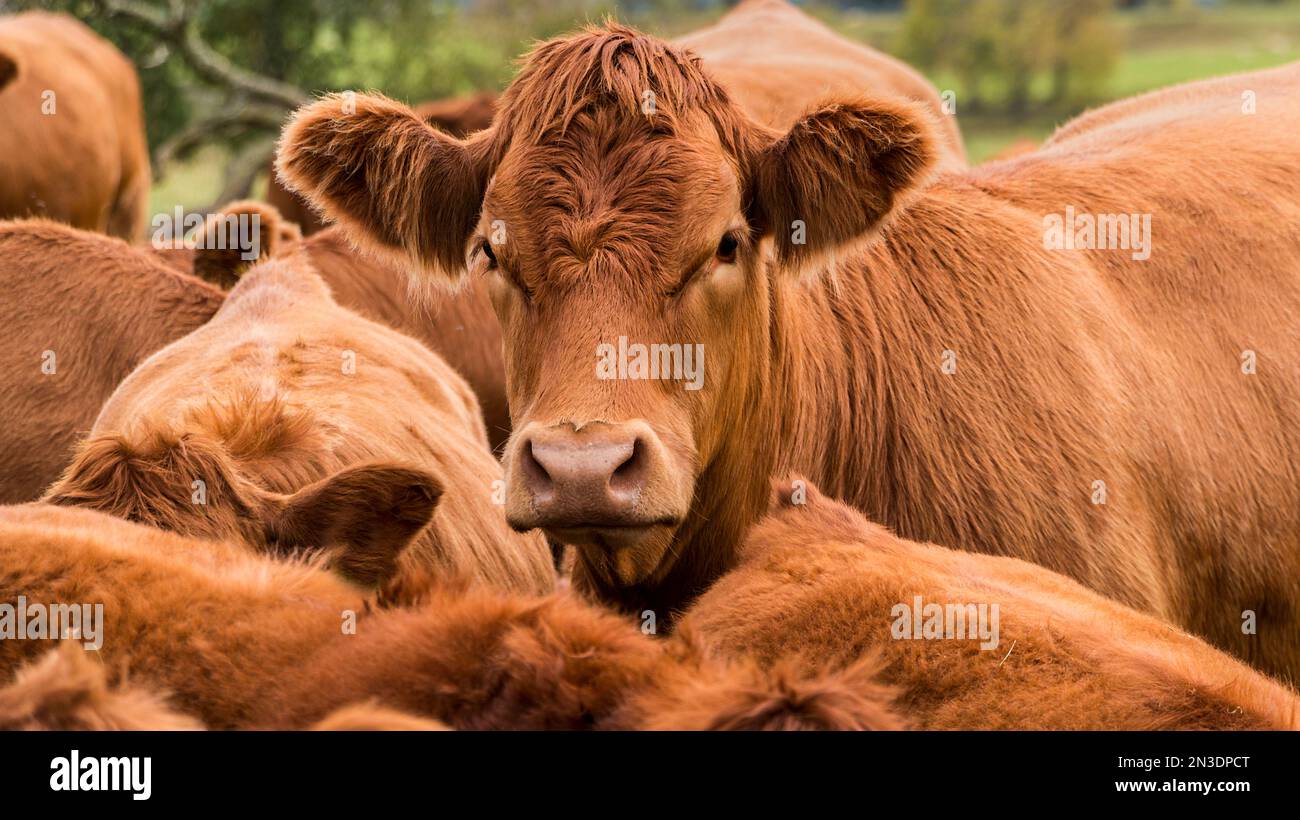 Vista ravvicinata di una mucca rossa (Bos taurus) con un'espressione poderosa che guarda l'udito alla telecamera; Regno Unito Foto Stock