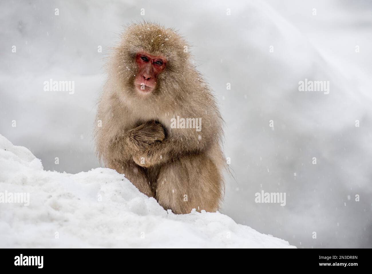 Ritratto di una scimmia Macaque giapponese (Macaca fuscata), spesso indicata come scimmia della neve, seduta su una sponda di neve guardando la neve che cade nel ... Foto Stock
