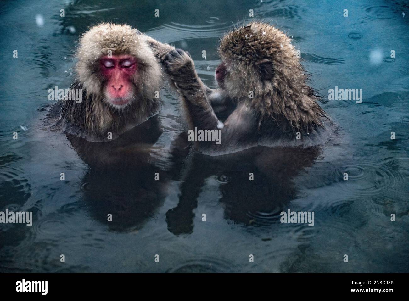 Un paio di scimmie Macaque giapponesi (Macaca fuscata), spesso chiamate scimmie della neve, sedute nell'acqua termale calda insieme nel Jigokudani ... Foto Stock