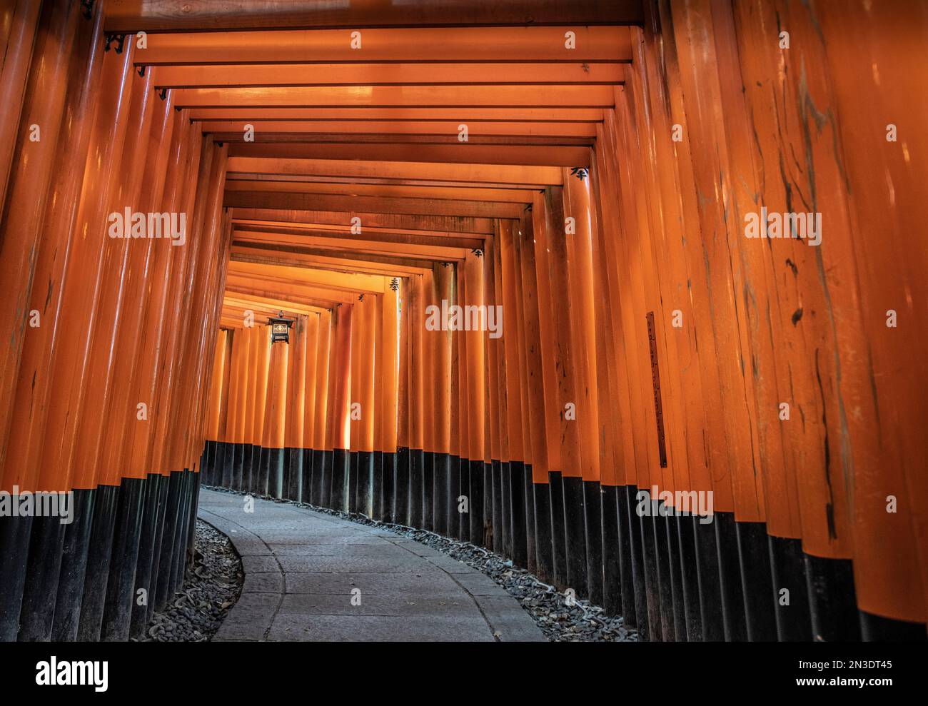 Circa 1.000 porte torii costeggiano il percorso principale per Fushimi Inari-taisha, il santuario principale del kami Inari, situato a Fushimi-ku, Kyoto. Le file di a... Foto Stock