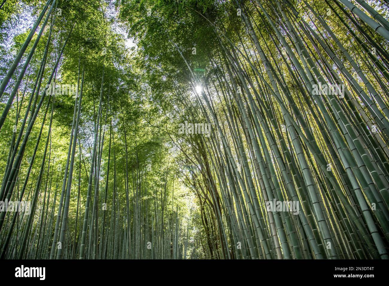Alberi di bambù (Bambusa) nella foresta di Sagano a Kyoto, uno dei luoghi più fotografati della città. Si trova a nord-ovest di Kyoto in Giappone n... Foto Stock