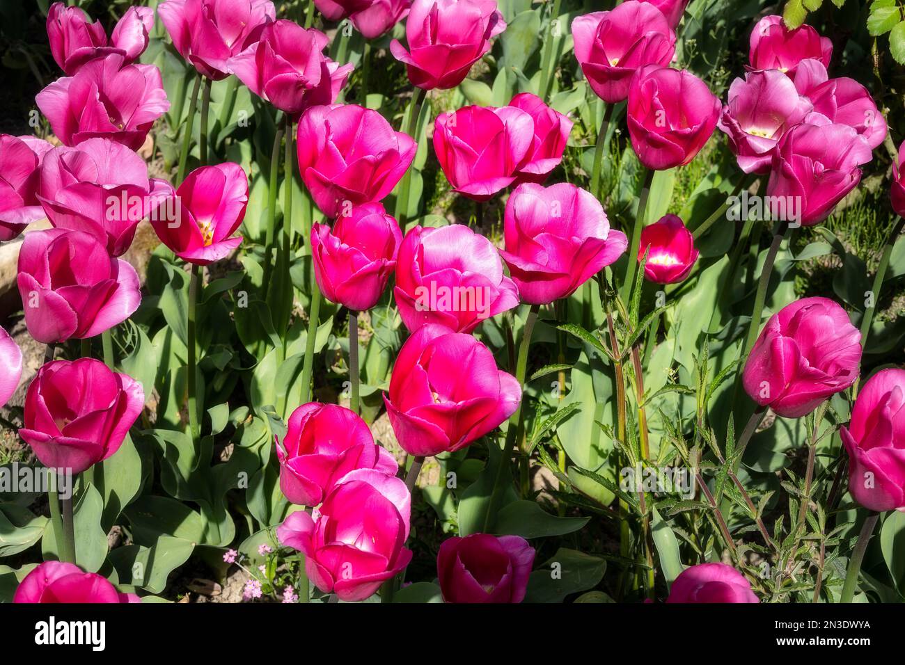 Bellissima Tulipa Barcelona rosa scuro e brillante Foto Stock