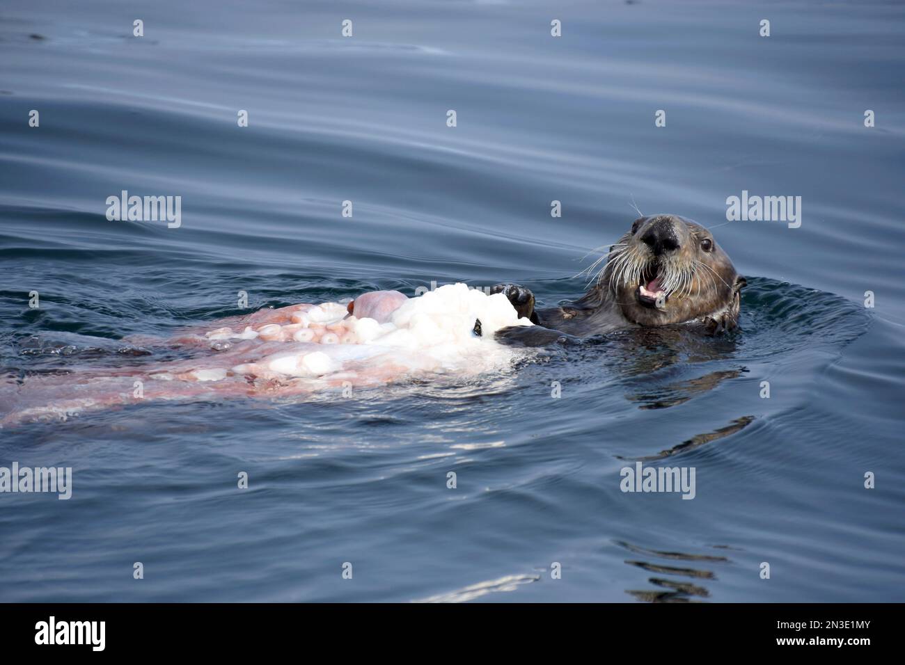 Una lontra di mare (Enhydra lutris) si nutre di un polpo catturato vicino a Flat Island nella baia di Cook; Homer, Alaska, Stati Uniti d'America Foto Stock