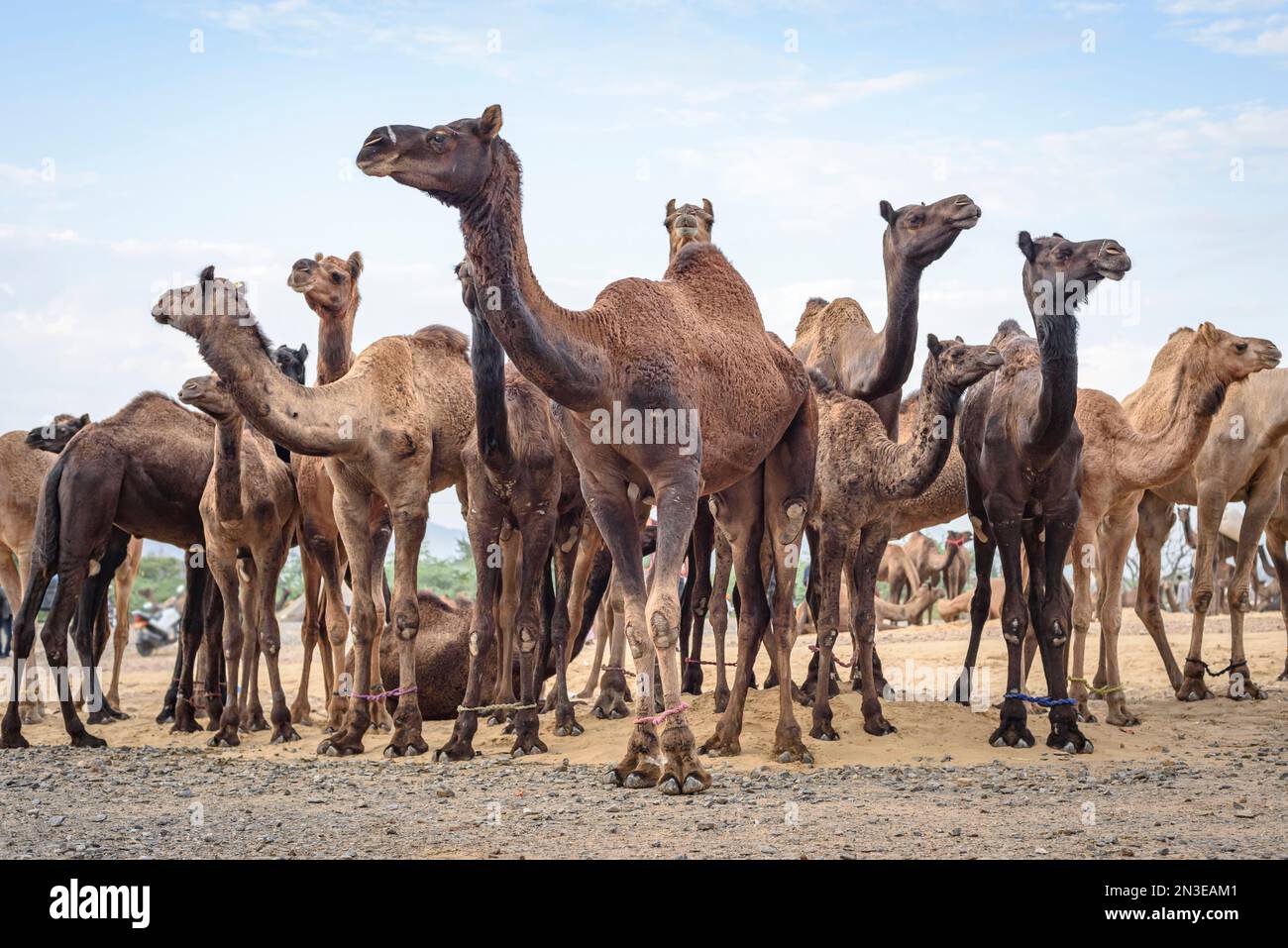 Cammelli (Camelus) in un gruppo in mostra alla Puskar Camel Fair; Pushkar, Rajasthan, India Foto Stock