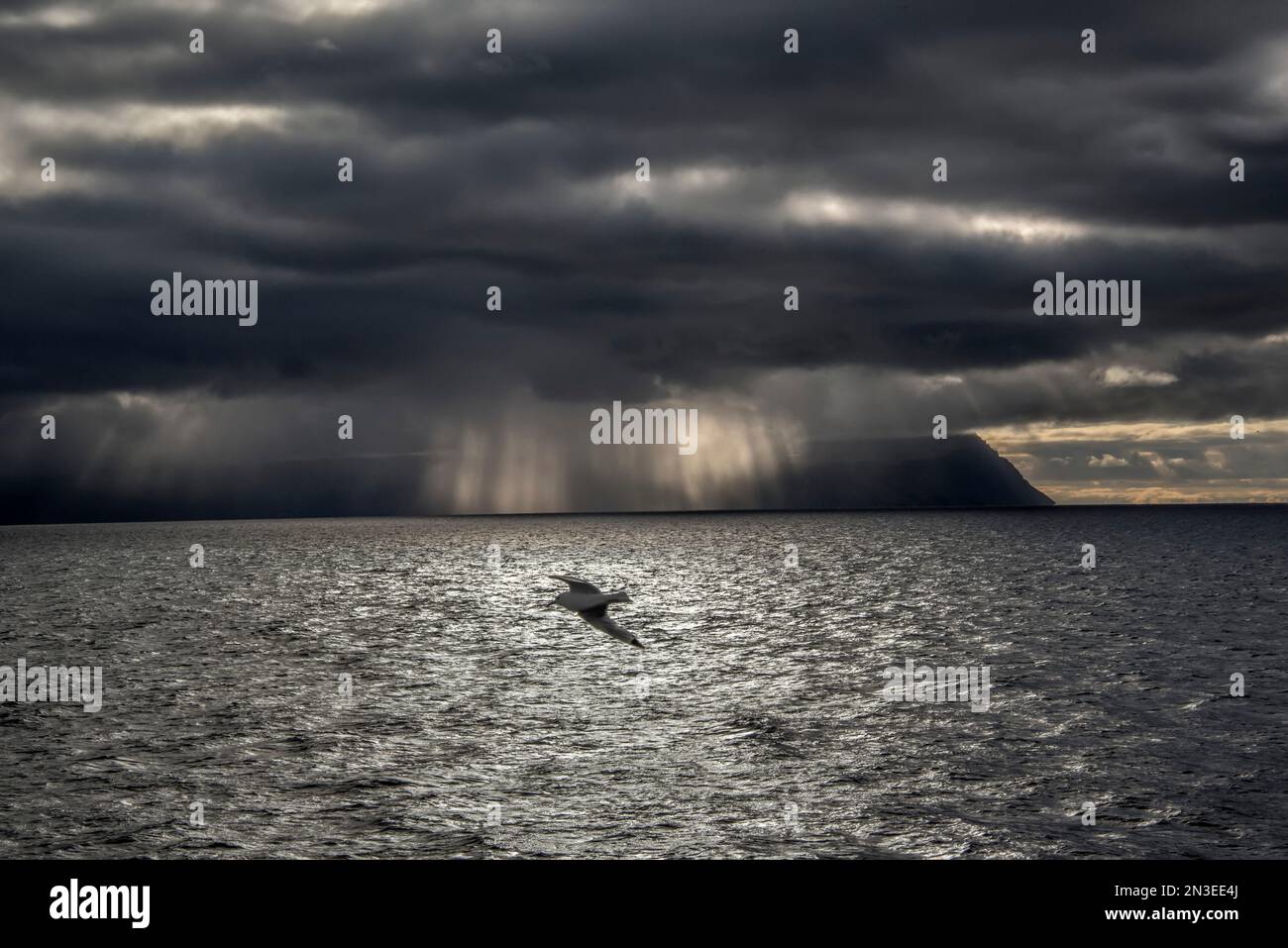 Uccelli marini che volano sull'Oceano Atlantico al largo della costa islandese con raggi di sole che brillano attraverso le pesanti nuvole mattutine; l'Islanda Foto Stock