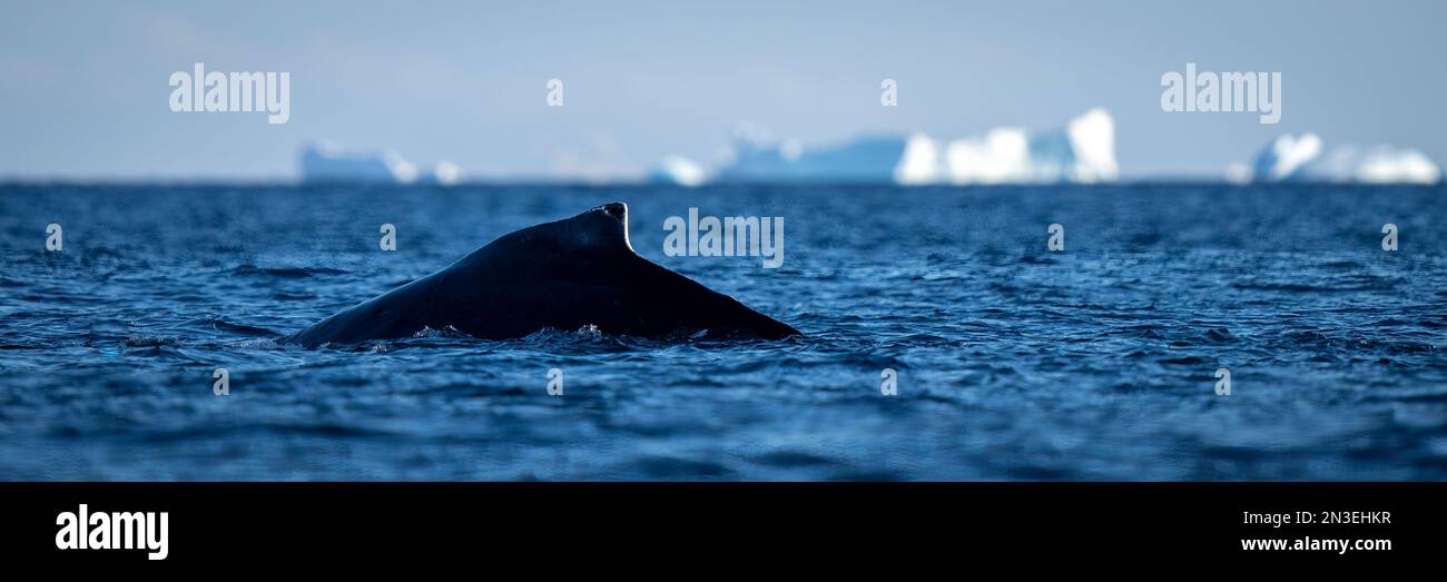 La megattere (Megaptera novaeangliae) si affaccia su un iceberg al sole al largo di Enterprise Island; Wilhelmina Bay, Antartide Foto Stock