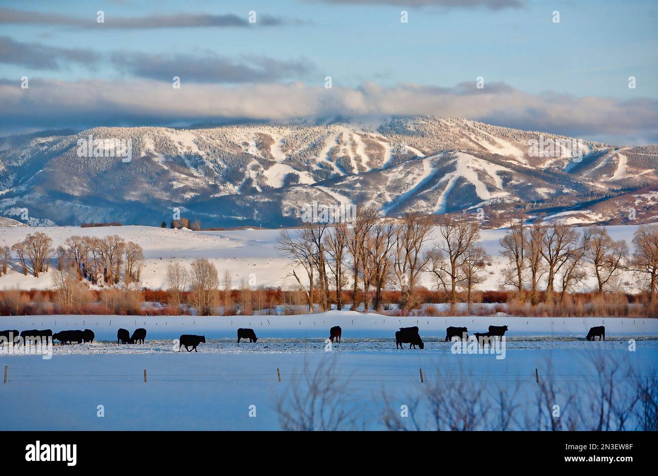 Mucche che pascolano in un campo innevato con sullo sfondo l'area sciistica di Steamboat Springs; Steamboat Springs, Colorado, Stati Uniti d'America Foto Stock