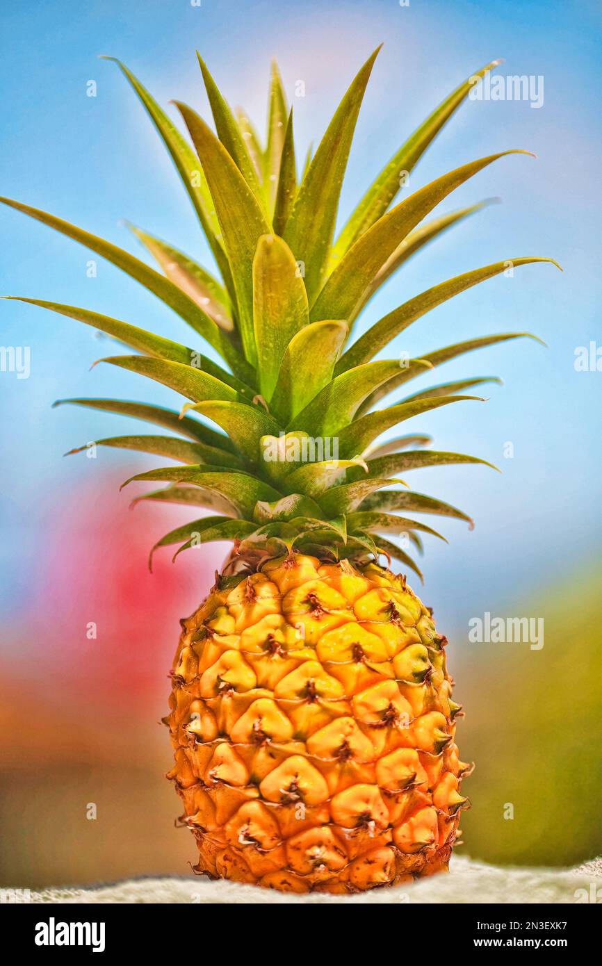 Primo piano di un ananas dorato maturo (Ananas comosus) coltivato sull'isola di Maui; Maui, Hawaii, Stati Uniti d'America Foto Stock