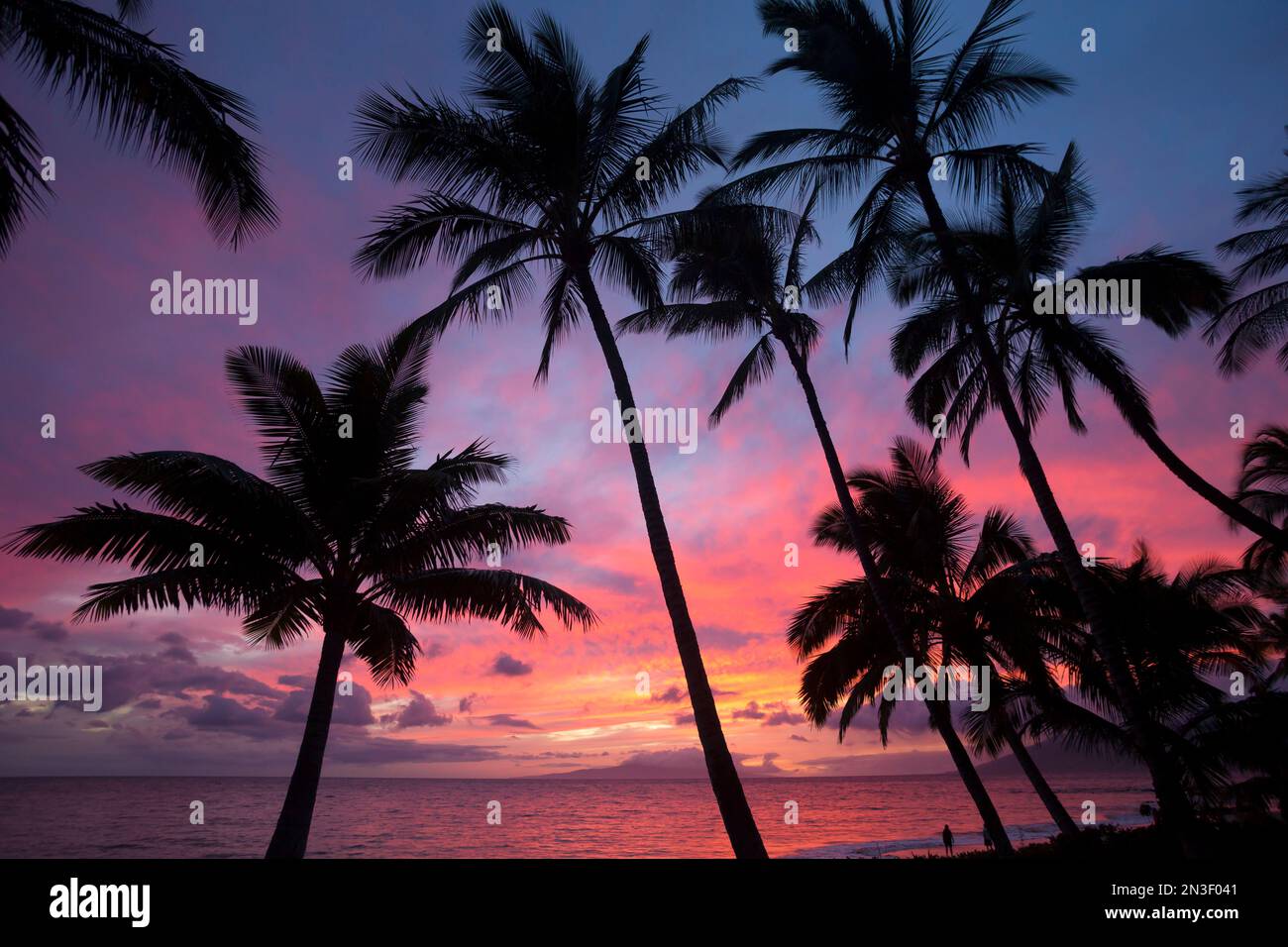 Silhouette di palme che si avvicinano al cielo colorato al tramonto sulla spiaggia di Keawakapu; Kihei, Wailea, Maui, Hawaii, Stati Uniti d'America Foto Stock