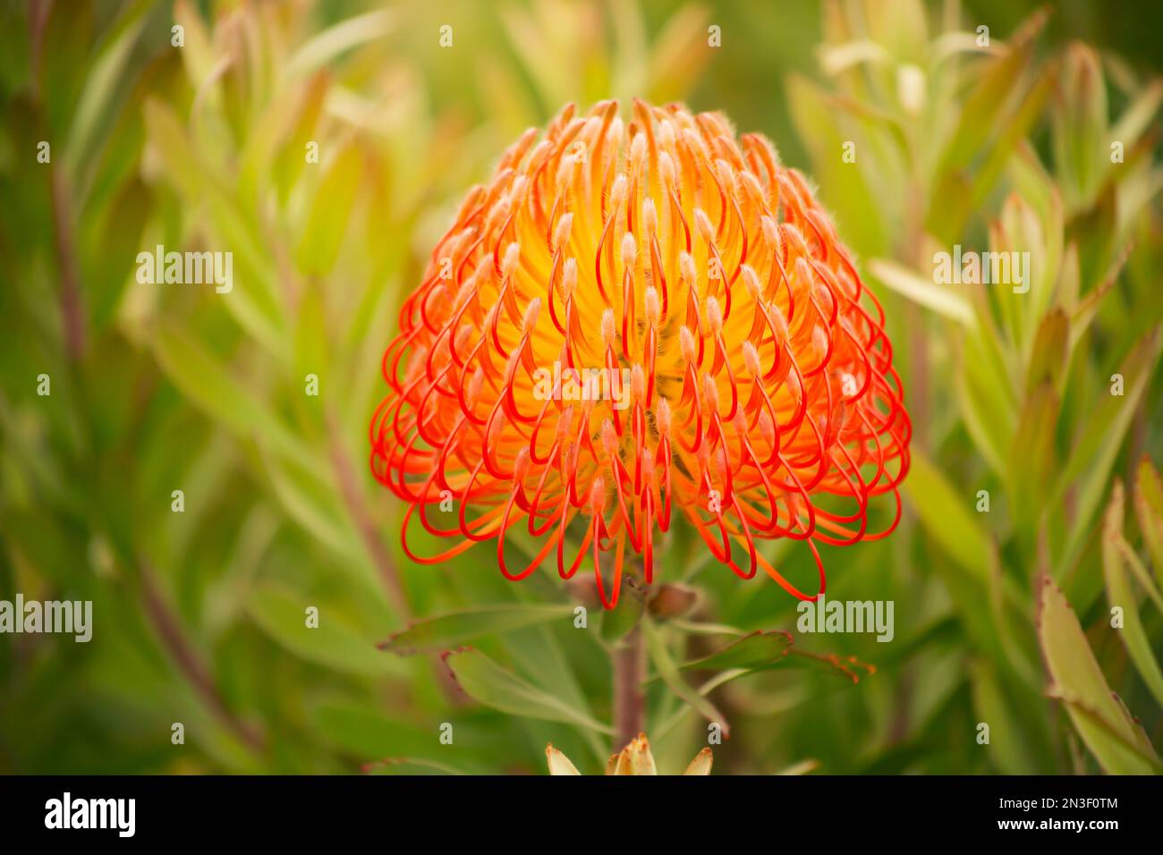 Primo piano di un singolo spillo Hawaiiano giallo e arancione (Leucospermum); Upcountry Maui, Maui, Hawaii, Stati Uniti d'America Foto Stock