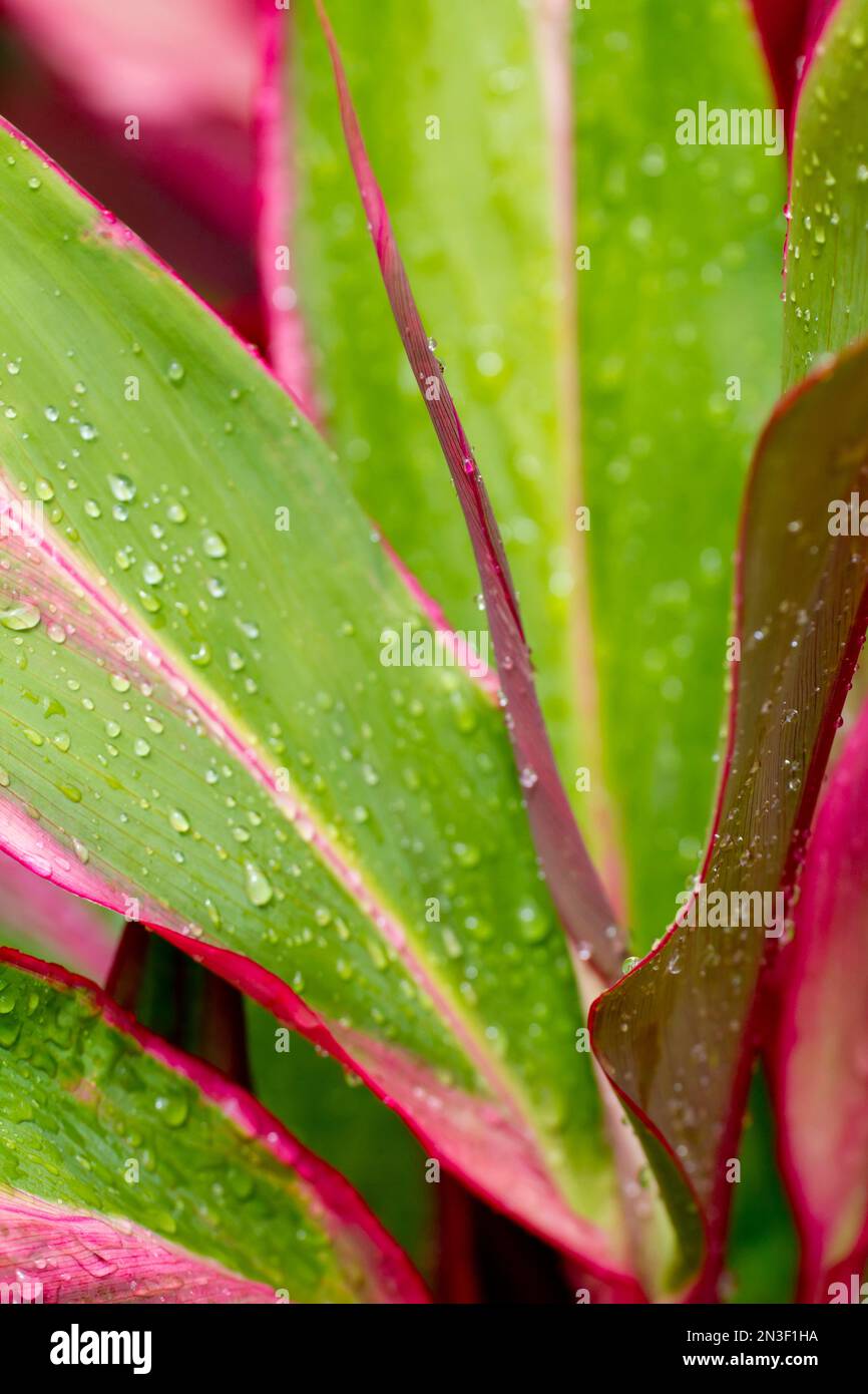 Dettaglio ravvicinato delle foglie di ti variegate (Cordyline fruticosa) con goccioline d'acqua; Paia, Maui, Hawaii, Stati Uniti d'America Foto Stock
