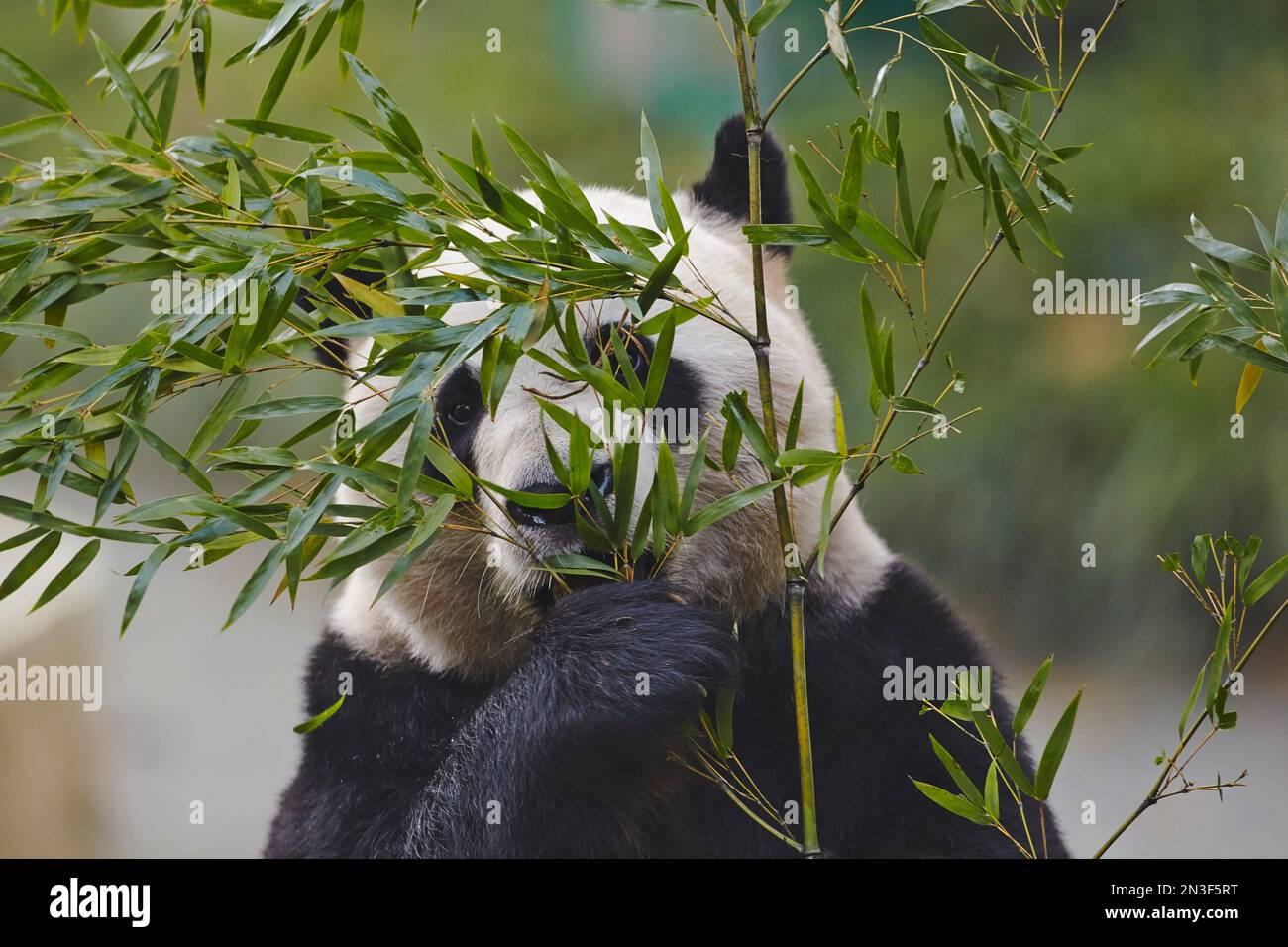 Ritratto ravvicinato di un Panda gigante (Ailuropoda melanoleuca) che mangia foglie di bambù nello zoo di Shanghai; Shanghai, distretto di Changning, Cina Foto Stock