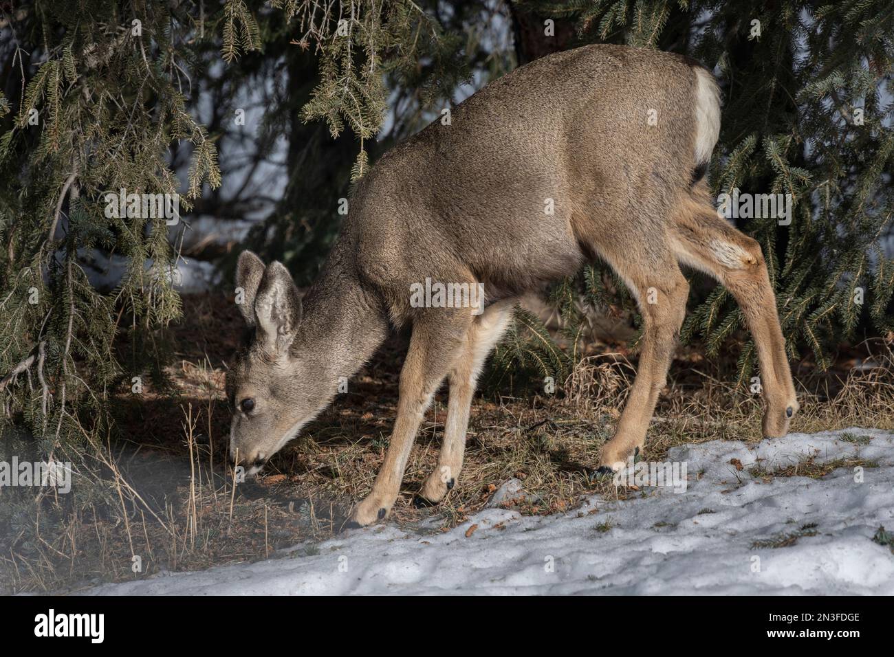 Alci giovani (Cervus canadensis) che pascolano su un prato innevato nel Parco Nazionale di Banff. Gli alci sono una parte vitale dell'ecologia di Banff Foto Stock