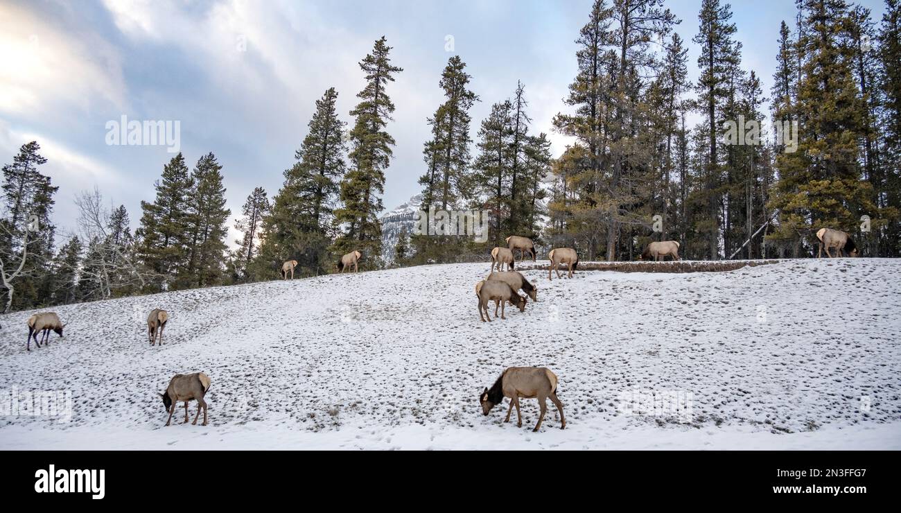 Alci (Cervus canadensis) che pascolano su un prato innevato nel Parco Nazionale di Banff. Gli alci sono una parte vitale dell'ecologia di Banff Foto Stock