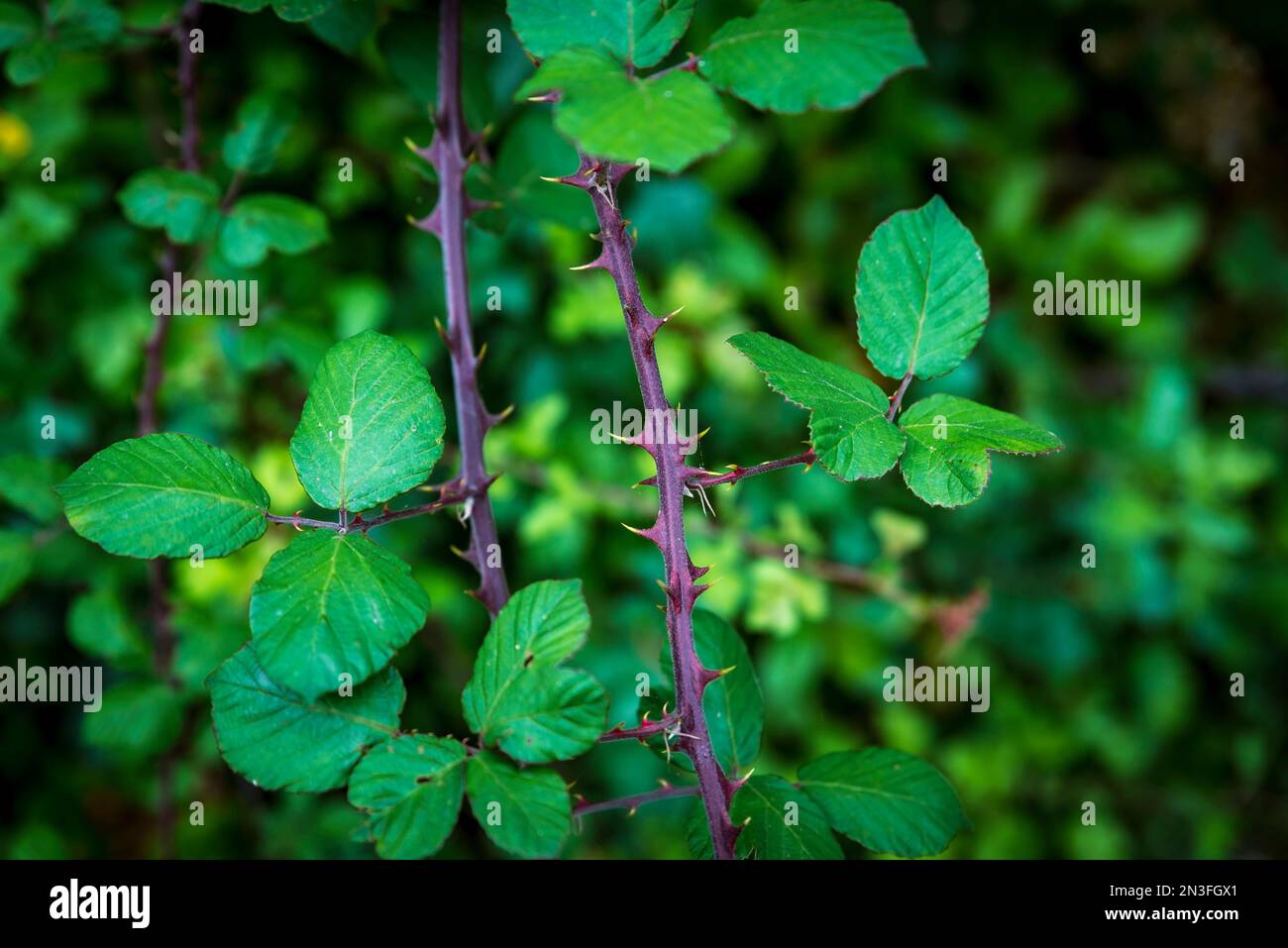 Primo piano di spine e foglie su un ramo di pianta; Rockbourne, Wiltshire, Inghilterra Foto Stock