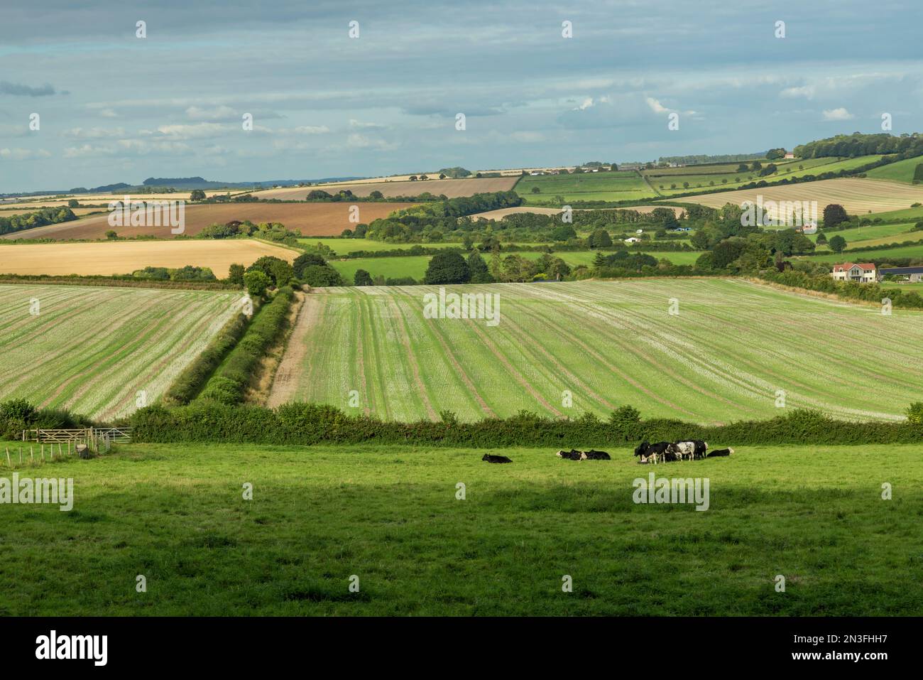 Campi agricoli e mucche nella campagna intorno a Rockbourne, vicino a Salisbury, Wiltshire, Regno Unito; Rockbourne, Wiltshire, Inghilterra Foto Stock