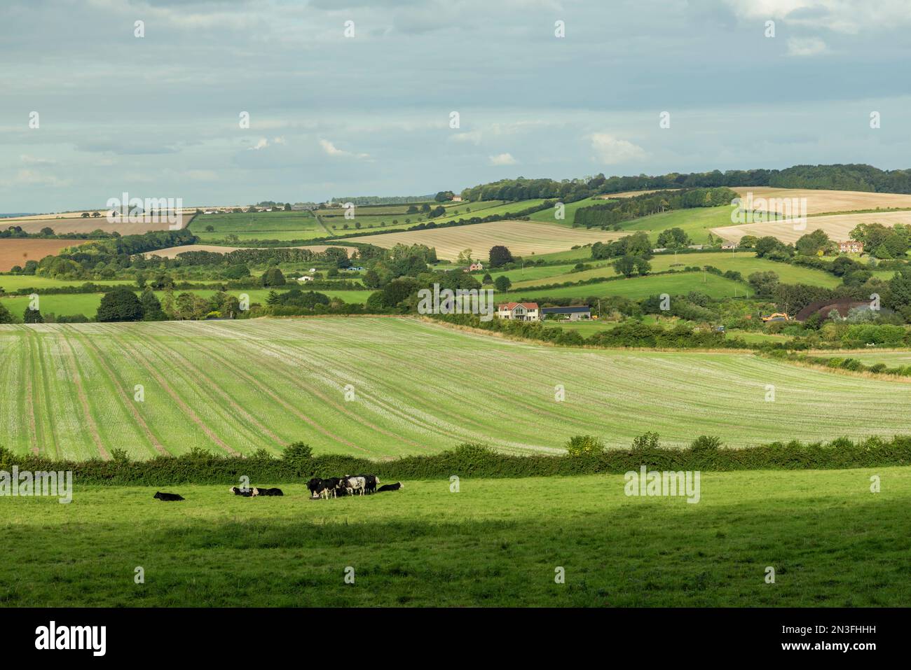 Campi agricoli e mucche nella campagna intorno a Rockbourne, vicino a Salisbury, Wiltshire, Regno Unito; Rockbourne, Wiltshire, Inghilterra Foto Stock