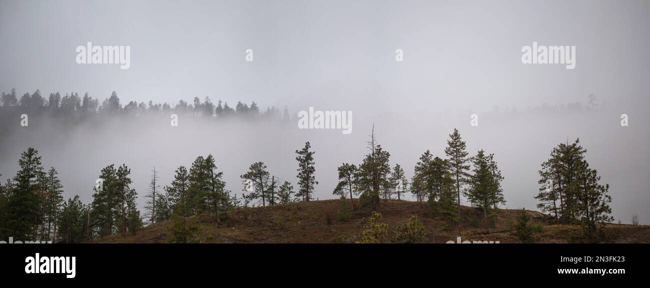 Fitta nebbia su una foresta a Still Pond, Kelowna, British Columbia, Canada; Kelowna, British Columbia, Canada Foto Stock